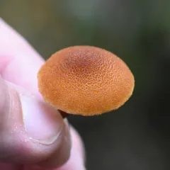Pholiota granulosa thumbnail 1