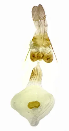 Euchlaena mollisaria thumbnail 4