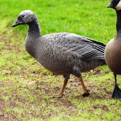 Emperor Goose