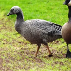 Emperor Goose thumbnail 1