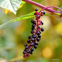American pokeweed thumbnail 3