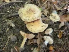 Hebeloma caulocystidiosum thumbnail 3