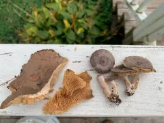 Lactarius hibbardiae thumbnail 4