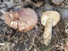 Tricholoma brunneoluteum thumbnail 4