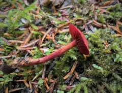 Cortinarius neosanguineus thumbnail 4