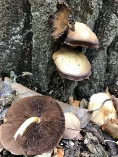 Poplar Fieldcap thumbnail 1