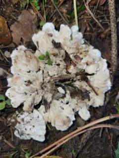 Flowery Spongepore thumbnail 3