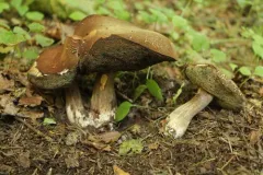 Montane Dusky Bolete thumbnail 2