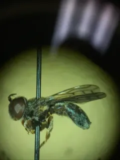 Small Metallic Ant Fly thumbnail 2