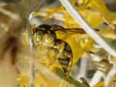 Suave Nomad Bee thumbnail 4
