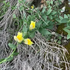 Balkan toadflax thumbnail 3