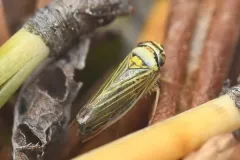 Colladonus belli thumbnail 2