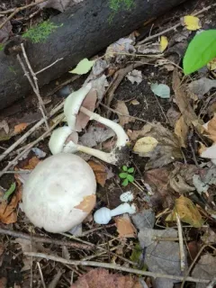 Agaricus butyreburneus thumbnail 2