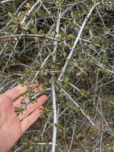 Arching Ceanothus