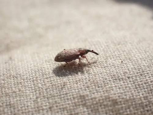 Dorytomus leucophyllus