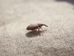 Dorytomus leucophyllus thumbnail 1