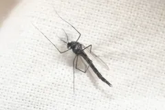 Stictochironomus unguiculatus thumbnail 2