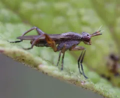 Sepedon armipes thumbnail 3