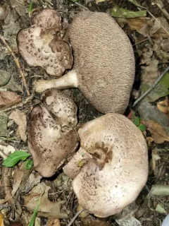 Sarcodon quercinofibulatus thumbnail 4