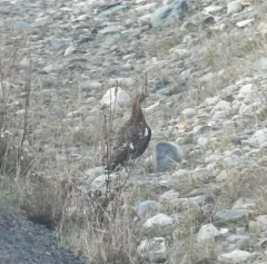 Willow ptarmigan