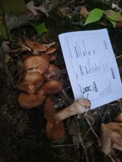 Cortinarius mattiae thumbnail 4