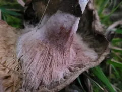 Talaromyces amestolkiae thumbnail 2