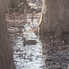 Blue-winged Teal thumbnail 4