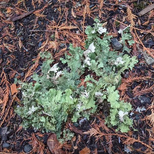 Lettuce Lichen