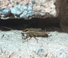 Ectobius lucidus thumbnail 2