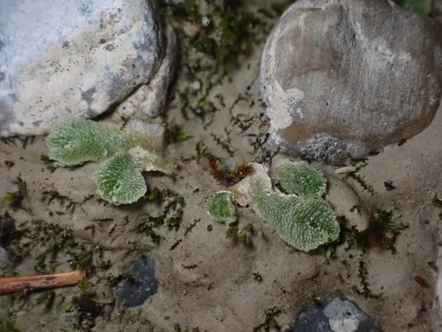 Snow Lungwort