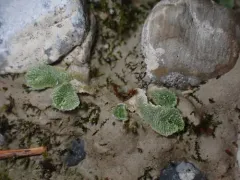 Snow Lungwort thumbnail 1