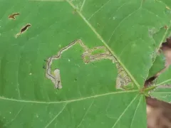 Stigmella tiliella thumbnail 3