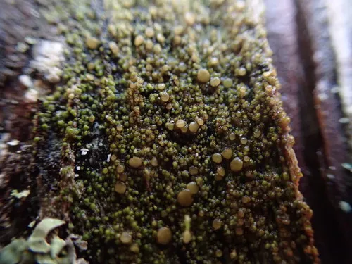Protoparmelia ochrococca