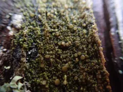 Protoparmelia ochrococca thumbnail 1