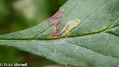 Stigmella crataegifoliella thumbnail 2