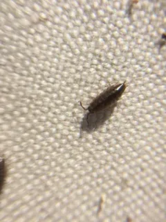 Eastern Saltmarsh Woodlouse thumbnail 3