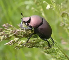 Coppery Dung Beetle thumbnail 3