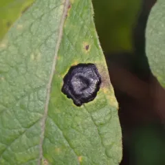 Willow Tar Spot thumbnail 2