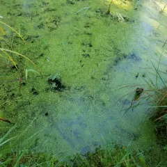 turion duckweed thumbnail 2