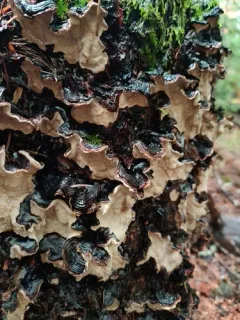 Laurilia sulcata thumbnail 4