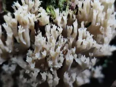 Artomyces piperatus thumbnail 2