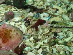 Snubnose Sculpin thumbnail 1