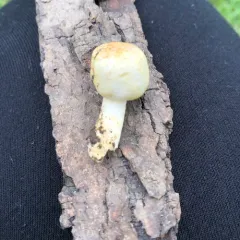Veiled Oyster thumbnail 2