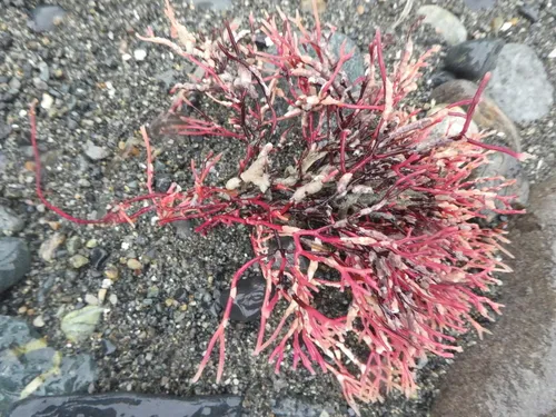Fredericqia decewii
