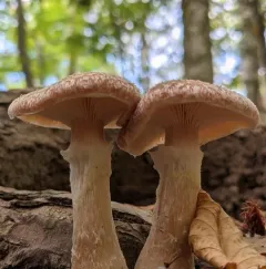 Bulbous Honey Fungus thumbnail 2