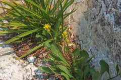 Parry's goldenrod thumbnail 4