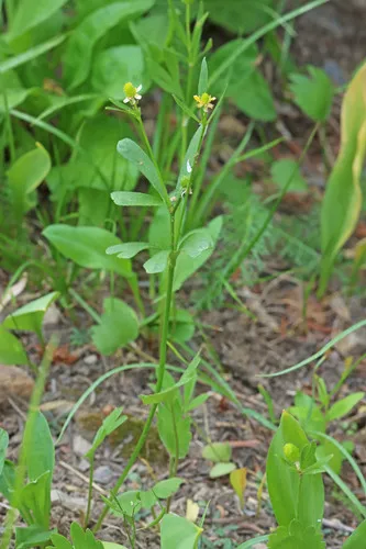 Graceful Buttercup