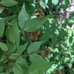 Beauty Bush thumbnail 3