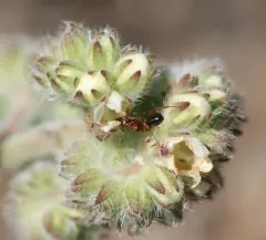 Mann's Field Ant thumbnail 4