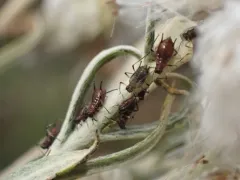 Pearly Everlasting Aphid thumbnail 1